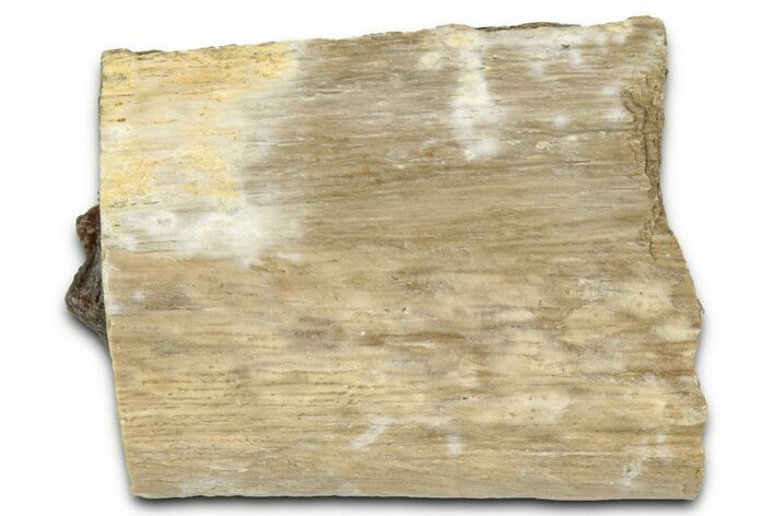 Fossil Tyrannosaur (T rex) Bone Section - Wyoming #352826